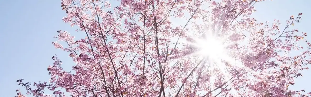 Über uns Seite Sonnenschutz Hakendahl - Mahlsdorf Berlin